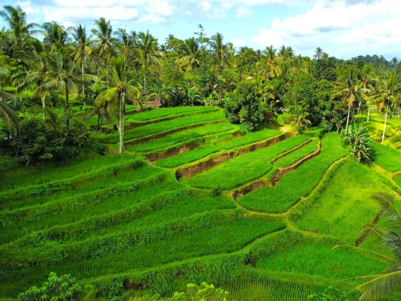 Pondok Is Oke Villa Scenic View Banyuwangi  Extérieur photo